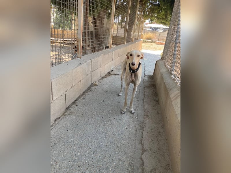 Wunderschöne BLONDI, verschmuste, unaufdringliche, angenehme, freundliche Galga sucht liebes Zuhause