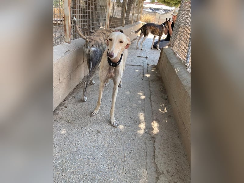Wunderschöne BLONDI, verschmuste, unaufdringliche, angenehme, freundliche Galga sucht liebes Zuhause