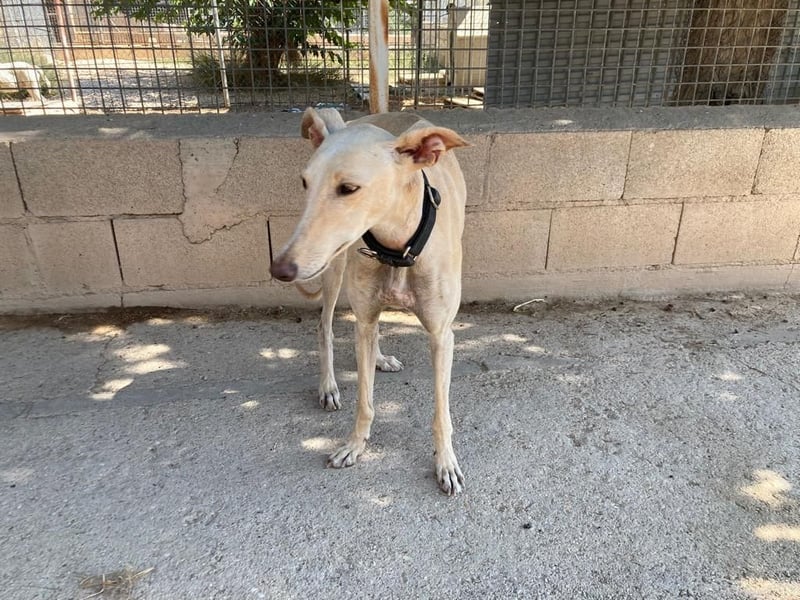 Wunderschöne BLONDI, verschmuste, unaufdringliche, angenehme, freundliche Galga sucht liebes Zuhause