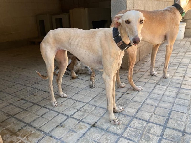 Wunderschöne BLONDI, verschmuste, unaufdringliche, angenehme, freundliche Galga sucht liebes Zuhause