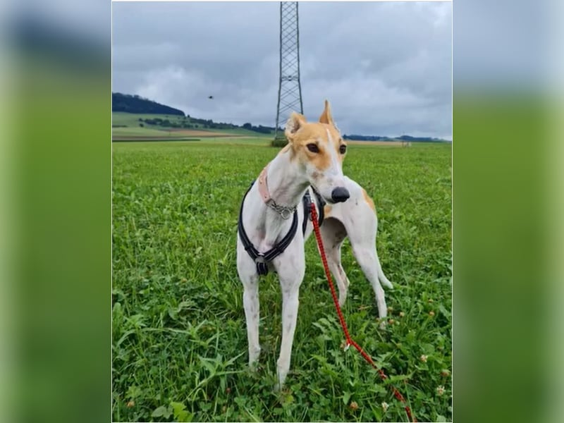 ❤️PAOLA❤️ Auf Pflegestelle in Deutschland