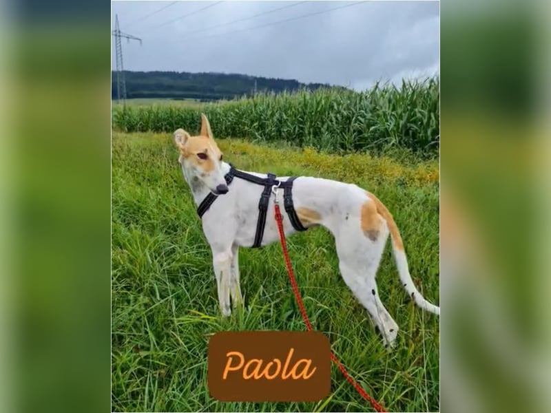 ❤️PAOLA❤️ Auf Pflegestelle in Deutschland