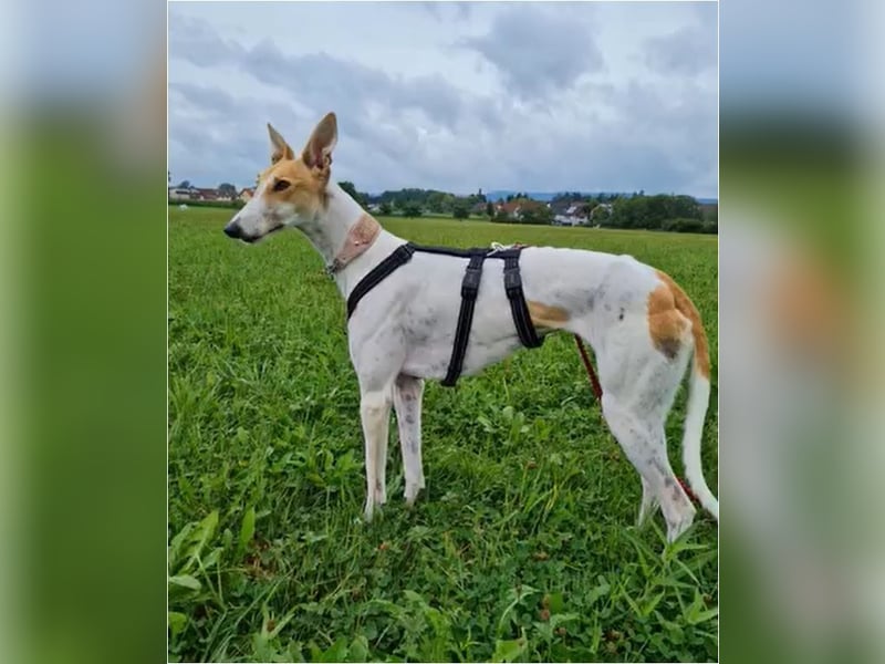 ❤️PAOLA❤️ Auf Pflegestelle in Deutschland