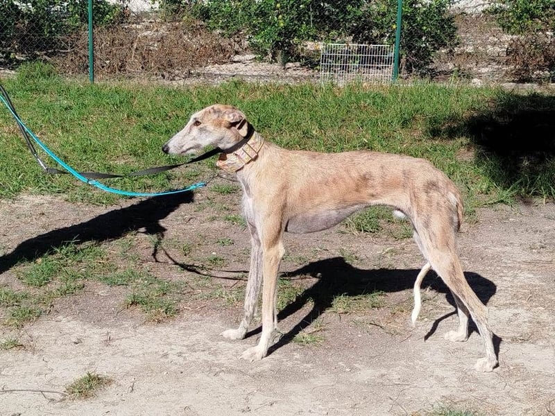 ❤️ FARAON ❤️