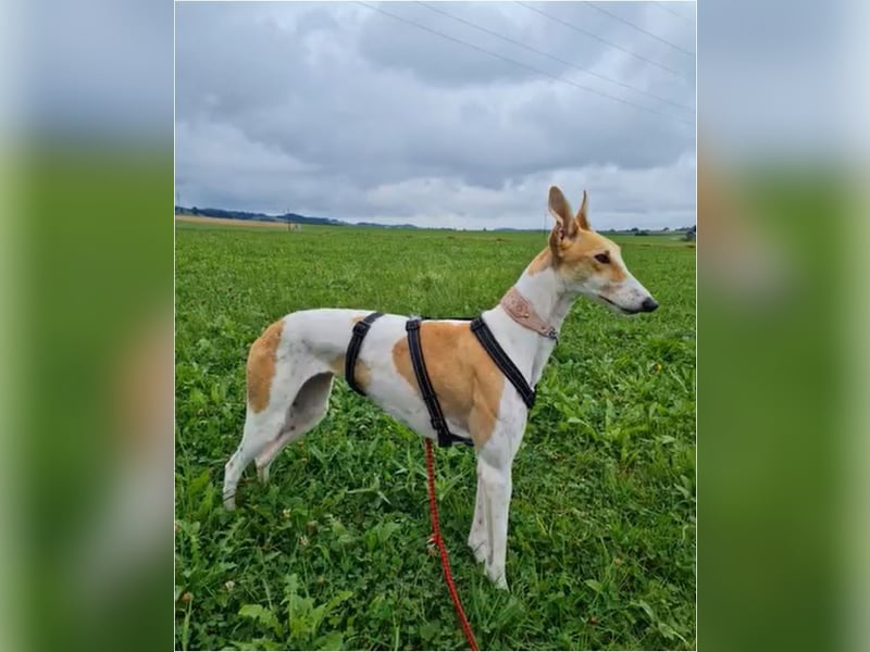 ❤️PAOLA❤️ Auf Pflegestelle in Deutschland