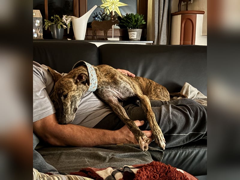 Rudi - befindet sich in einer Pflegestelle in 76593 Gernsbach