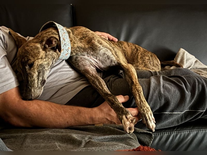 Rudi - befindet sich in einer Pflegestelle in 76593 Gernsbach