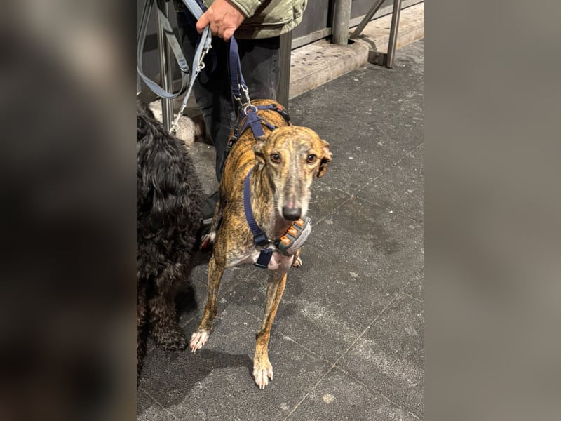 Rudi - befindet sich in einer Pflegestelle in 76593 Gernsbach