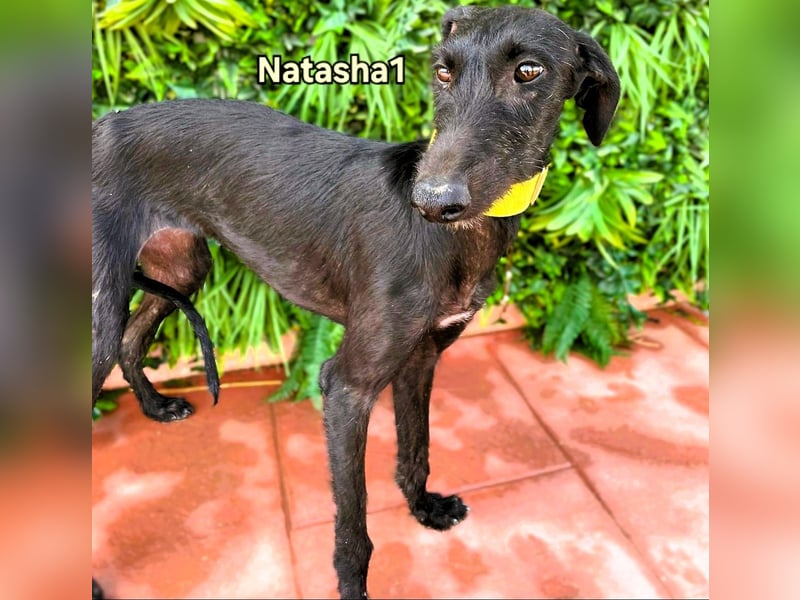 Natasha1 geb. 02/2025 (ESP) - zärtliche und freundliche, junge Galga!