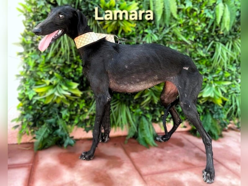 Lamara geb. 02/2025 (ESP) - sanfte und sensible Galgo Welpin!