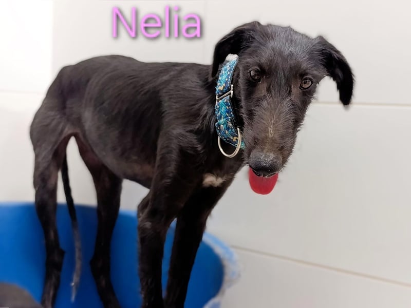 Nelia geb. 02/2025 (ESP) - liebes und fröhliches Galgo Mädchen!