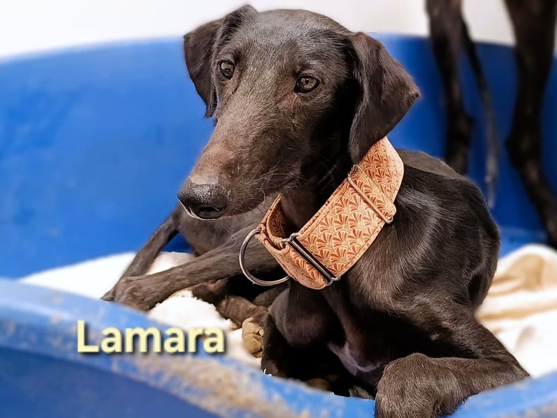 Lamara geb. 02/2025 (ESP) - sanfte und sensible Galgo Welpin!