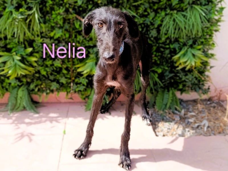 Nelia geb. 02/2025 (ESP) - liebes und fröhliches Galgo Mädchen!