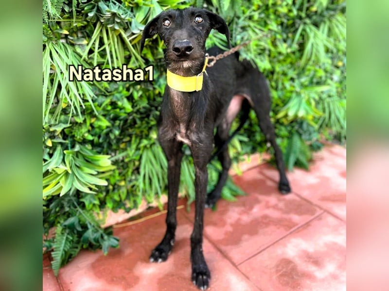 Natasha1 geb. 02/2025 (ESP) - zärtliche und freundliche, junge Galga!
