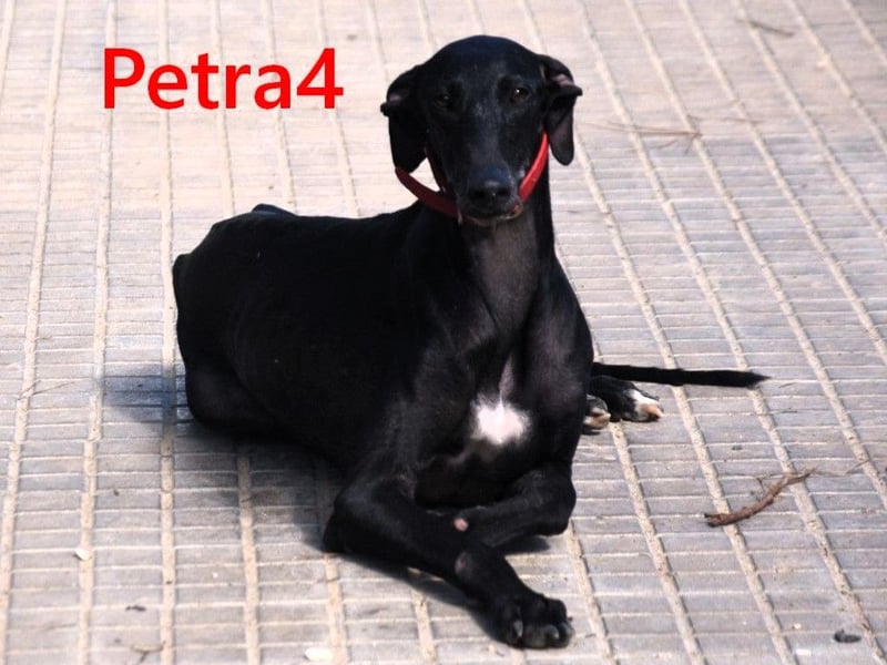 Petra4 geb. 04/2023 (ESP) - wer bringt die Augen der lieben Galga wieder zum leuchten?