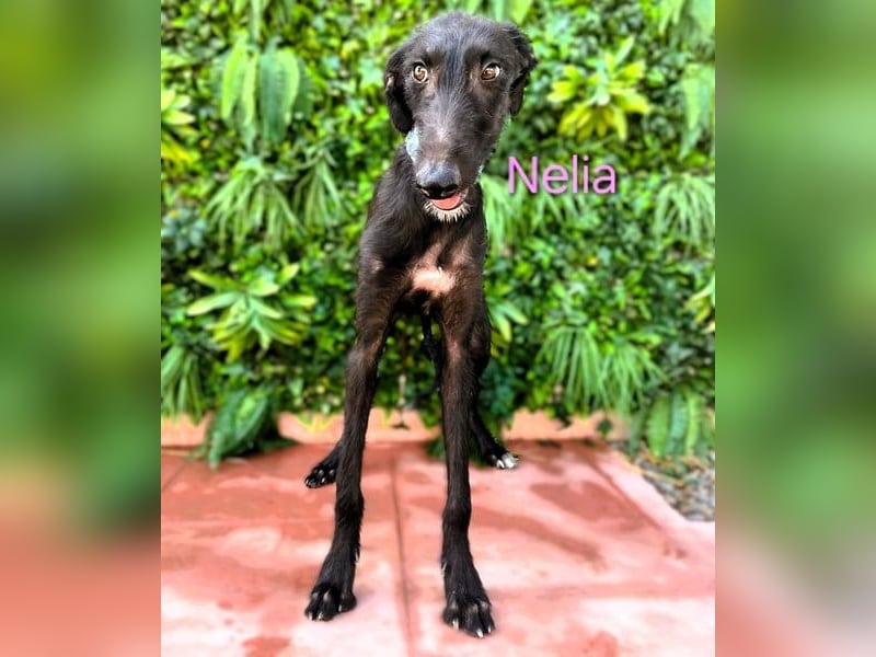 Nelia geb. 02/2025 (ESP) - liebes und fröhliches Galgo Mädchen!