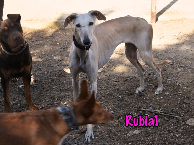 Rubia1 geb. 04/2024 (ESP) - soziale und süße, junge Galga sucht das Glück! Rubia1 geb. 04/2024 (ESP) - soziale und süße, junge Galga sucht das Glück!