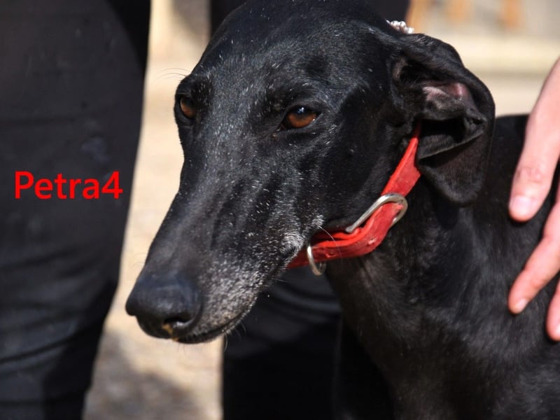 Petra4 geb. 04/2023 (ESP) - wer bringt die Augen der lieben Galga wieder zum leuchten?