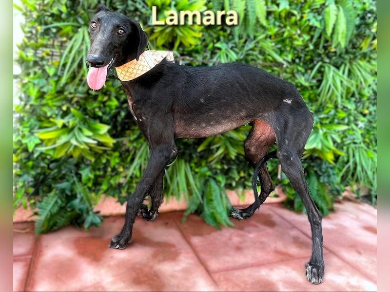 Lamara geb. 02/2025 (ESP) - sanfte und sensible Galgo Welpin!