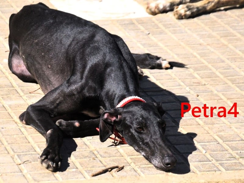 Petra4 geb. 04/2023 (ESP) - wer bringt die Augen der lieben Galga wieder zum leuchten?