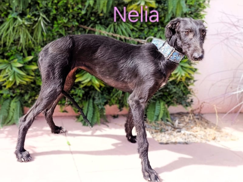 Nelia geb. 02/2025 (ESP) - liebes und fröhliches Galgo Mädchen!