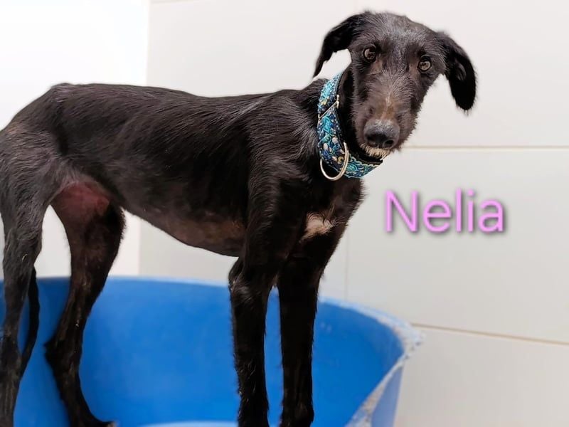 Nelia geb. 02/2025 (ESP) - liebes und fröhliches Galgo Mädchen!