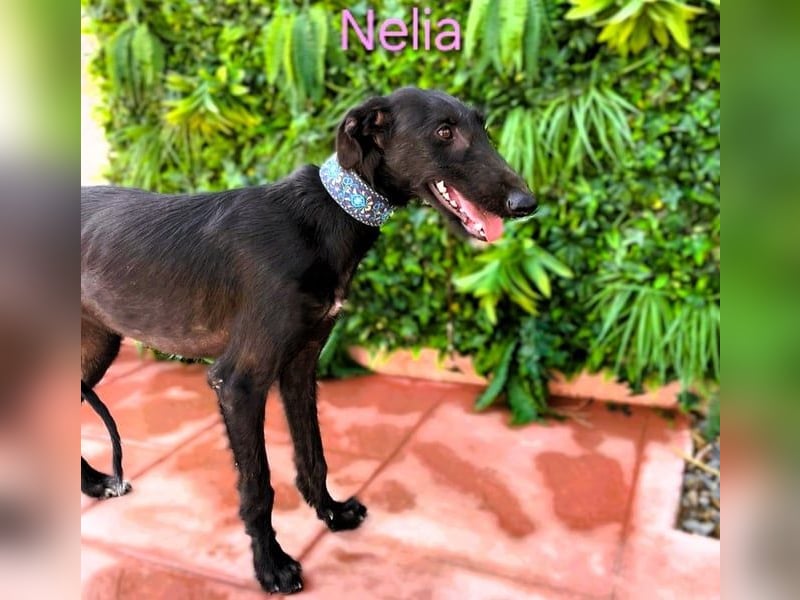 Nelia geb. 02/2025 (ESP) - liebes und fröhliches Galgo Mädchen!