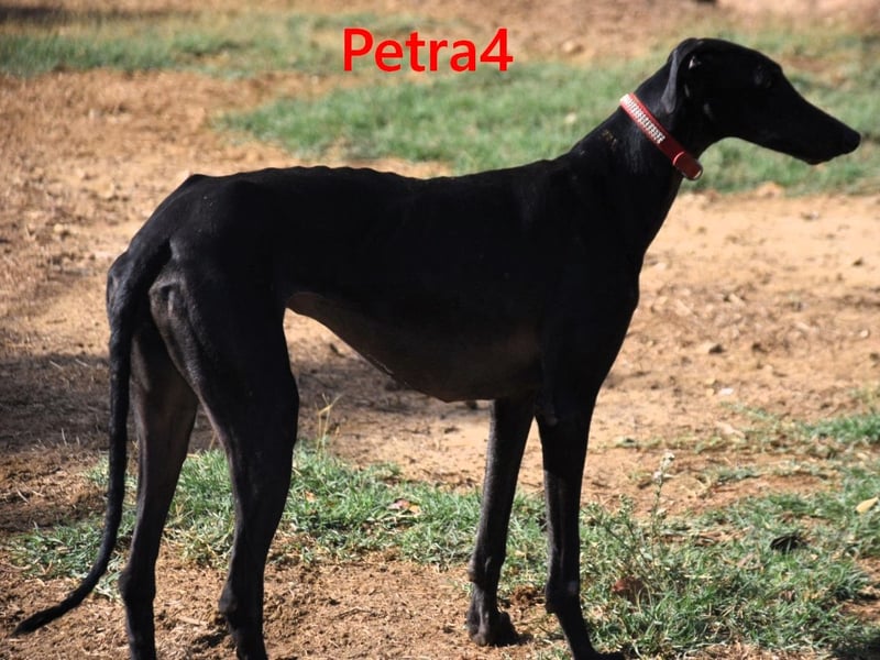 Petra4 geb. 04/2023 (ESP) - wer bringt die Augen der lieben Galga wieder zum leuchten?