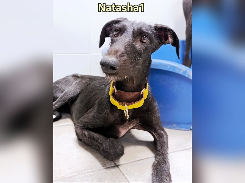Natasha1 geb. 02/2025 (ESP) - zärtliche und freundliche, junge Galga!