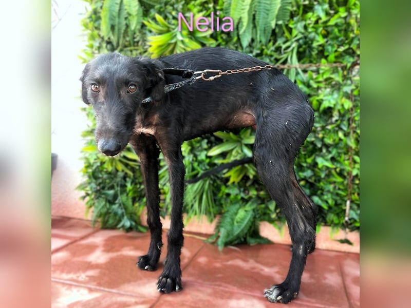 Nelia geb. 02/2025 (ESP) - liebes und fröhliches Galgo Mädchen!