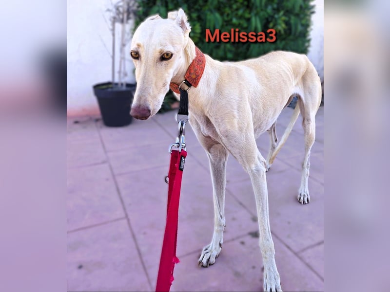 Melissa3 geb. 06/2022 (ESP) - wunderschöne, zurückhaltende Galga!