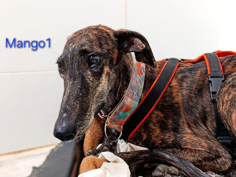 Mango1 geb. 09/2022 (ESP) - sanfter Galgo auf der Suche nach dem Glück!