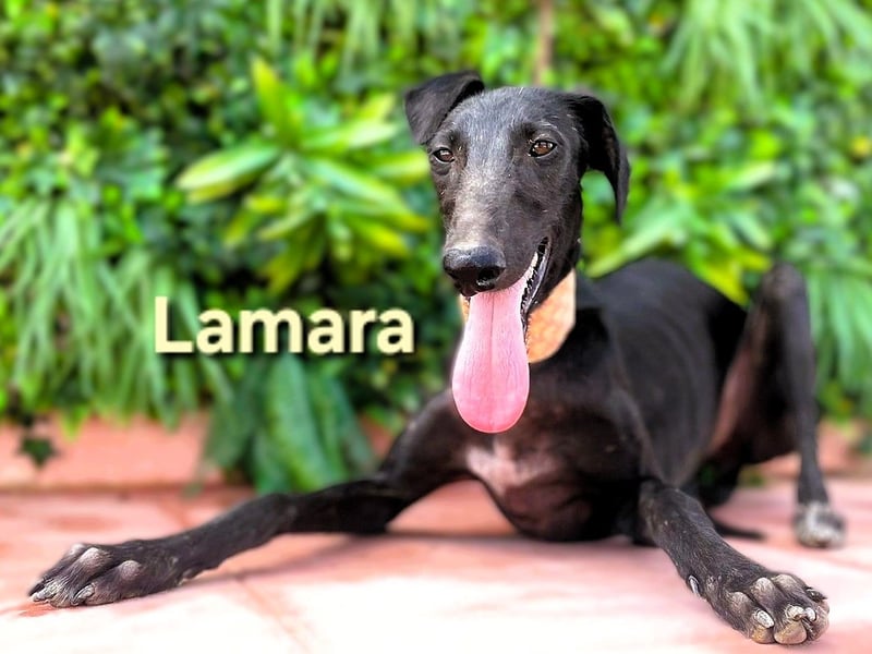 Lamara geb. 02/2025 (ESP) - sanfte und sensible Galgo Welpin!