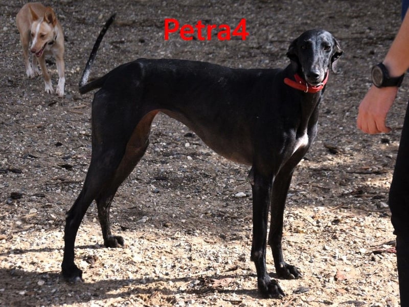Petra4 geb. 04/2023 (ESP) - wer bringt die Augen der lieben Galga wieder zum leuchten?