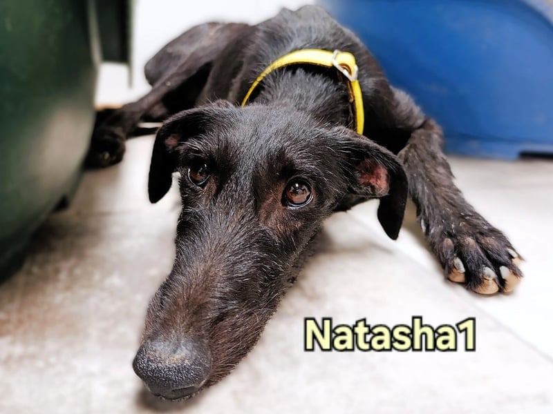 Natasha1 geb. 02/2025 (ESP) - zärtliche und freundliche, junge Galga!