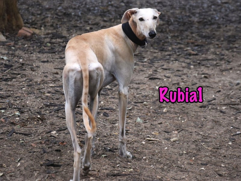 Rubia1 geb. 04/2024 (ESP) - soziale und süße, junge Galga sucht das Glück! Rubia1 geb. 04/2024 (ESP) - soziale und süße, junge Galga sucht das Glück!