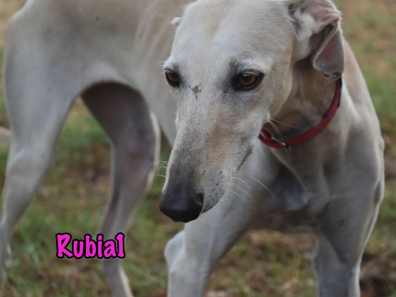 Rubia1 geb. 04/2024 (ESP) - soziale und süße, junge Galga sucht das Glück! Rubia1 geb. 04/2024 (ESP) - soziale und süße, junge Galga sucht das Glück!