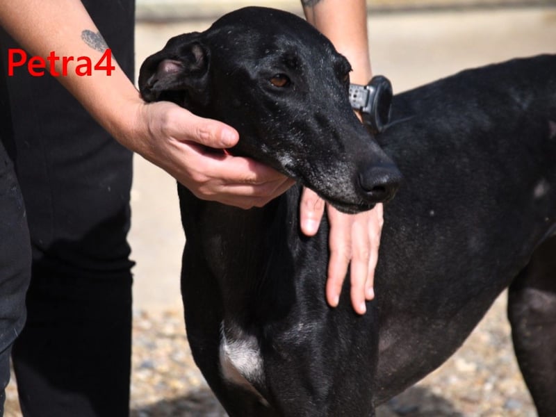 Petra4 geb. 04/2023 (ESP) - wer bringt die Augen der lieben Galga wieder zum leuchten?