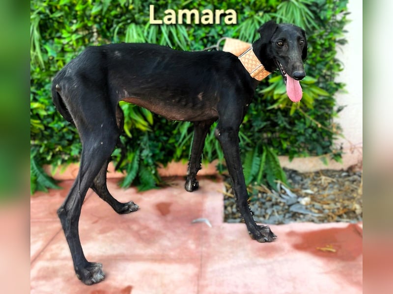 Lamara geb. 02/2025 (ESP) - sanfte und sensible Galgo Welpin!
