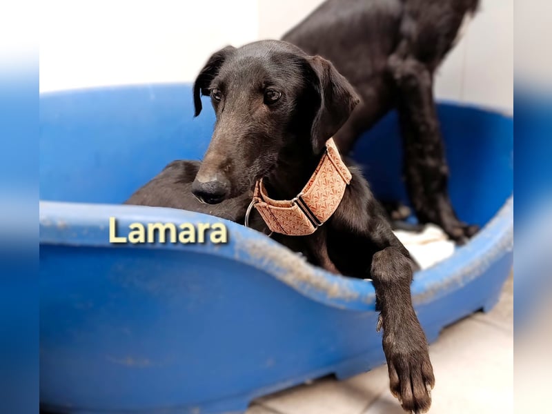 Lamara geb. 02/2025 (ESP) - sanfte und sensible Galgo Welpin!