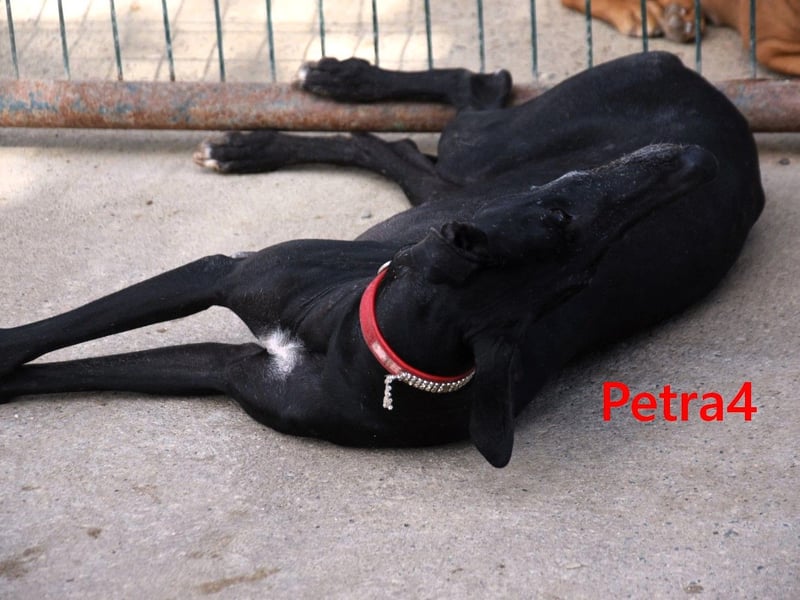 Petra4 geb. 04/2023 (ESP) - wer bringt die Augen der lieben Galga wieder zum leuchten?