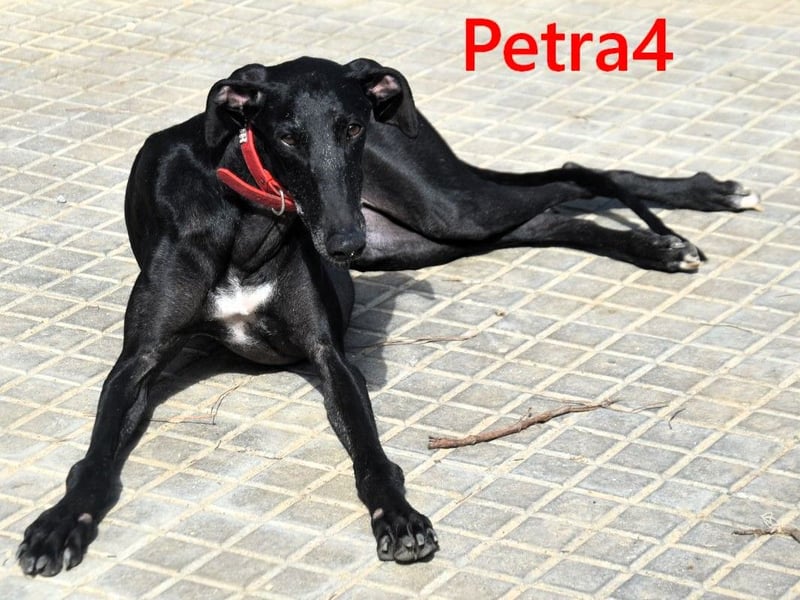 Petra4 geb. 04/2023 (ESP) - wer bringt die Augen der lieben Galga wieder zum leuchten?
