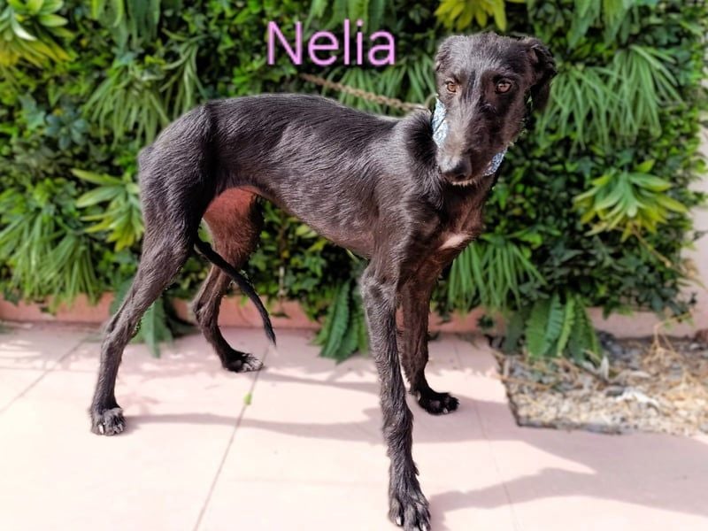Nelia geb. 02/2025 (ESP) - liebes und fröhliches Galgo Mädchen!