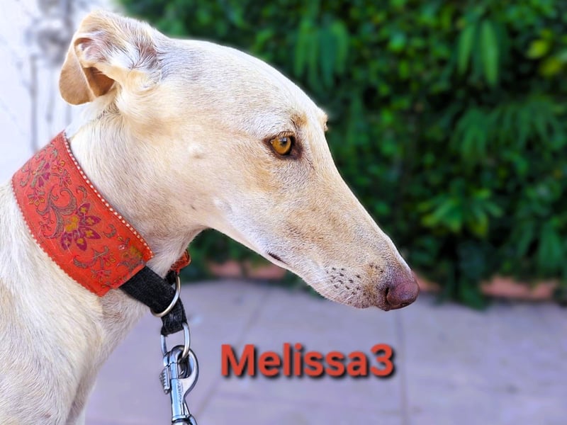 Melissa3 geb. 06/2022 (ESP) - wunderschöne, zurückhaltende Galga!