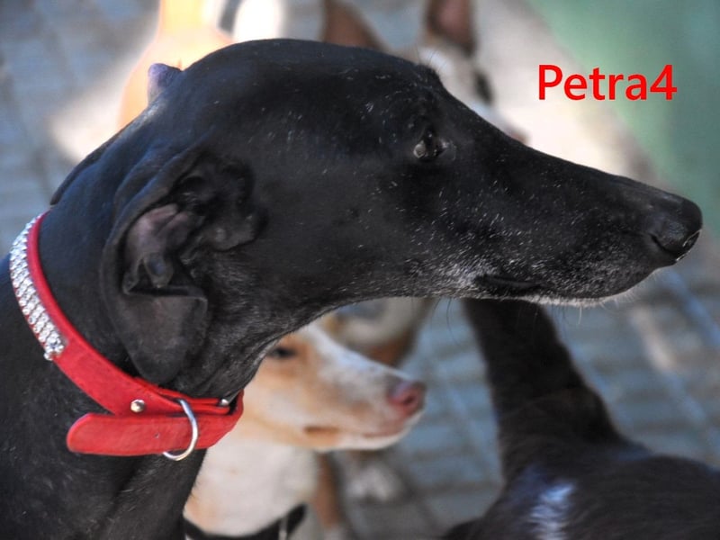 Petra4 geb. 04/2023 (ESP) - wer bringt die Augen der lieben Galga wieder zum leuchten?