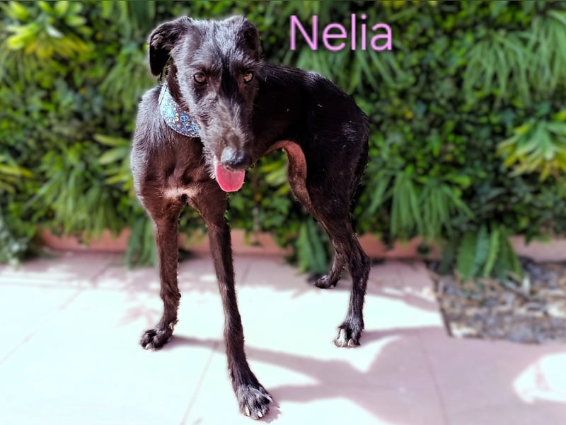 Nelia geb. 02/2025 (ESP) - liebes und fröhliches Galgo Mädchen!