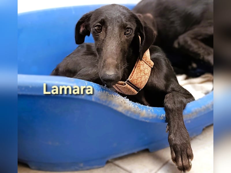 Lamara geb. 02/2025 (ESP) - sanfte und sensible Galgo Welpin!