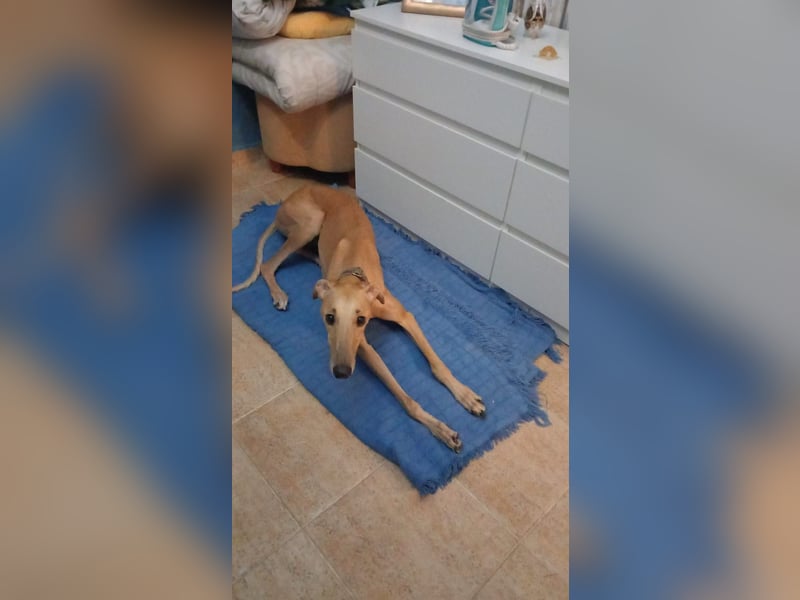Vitto - dringend Pflegestelle gesucht