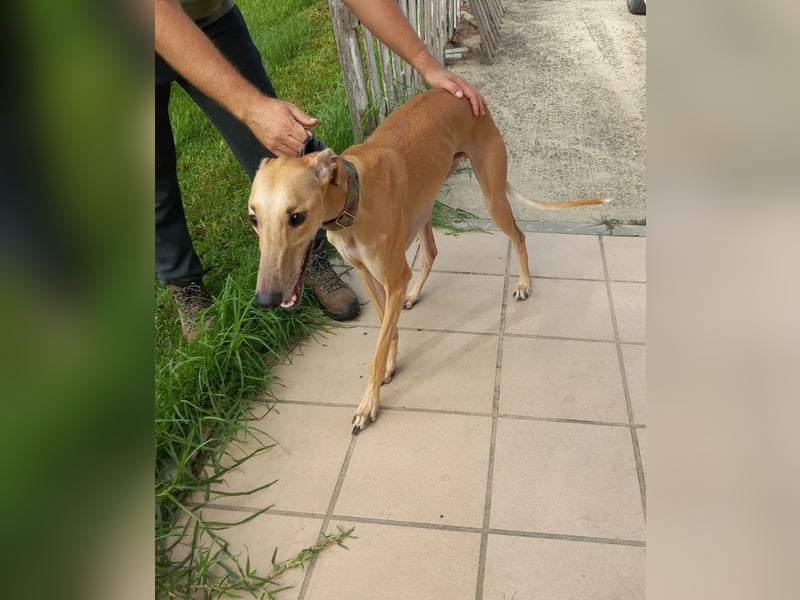 Vitto - dringend Pflegestelle gesucht