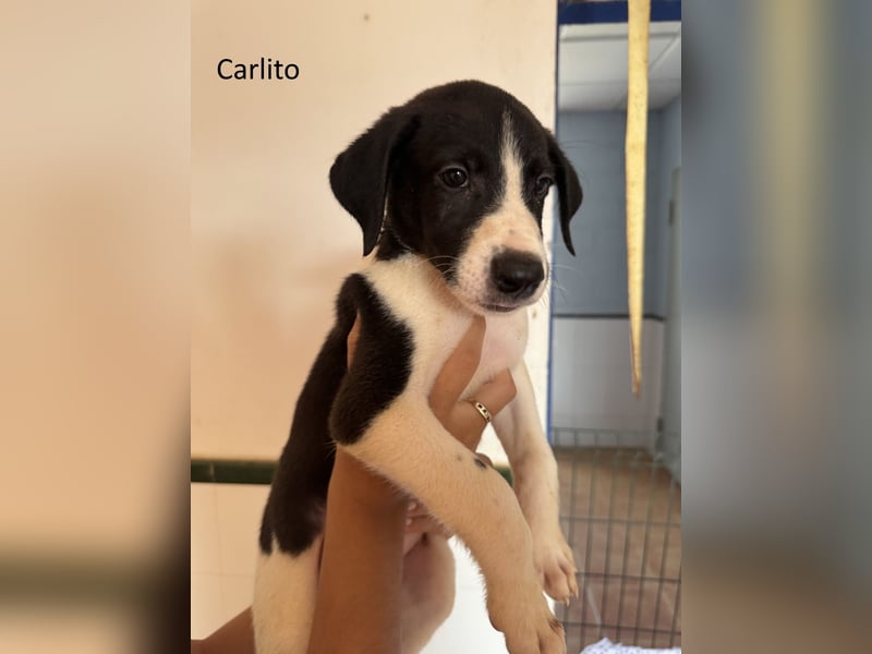 Ines, Josete, Karina, Toni, Maria, Desiderio und Carlito